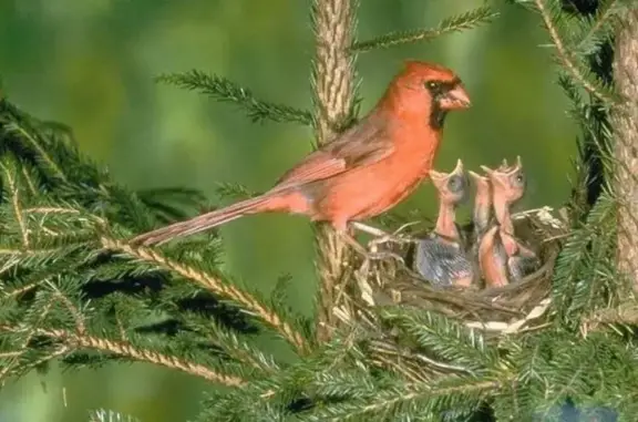 Никовет, ветеринарная клиника