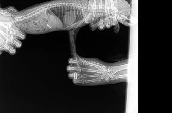 Государственное ветеринарное управление городского округа, ​Государственная ветеринарная клиника Московского района