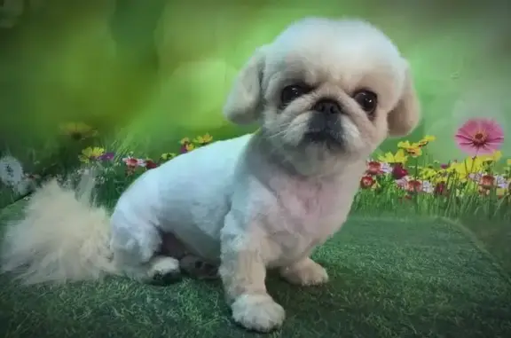 Груминг-салон Цацагрум на улице Юлиуса Фучика, 145