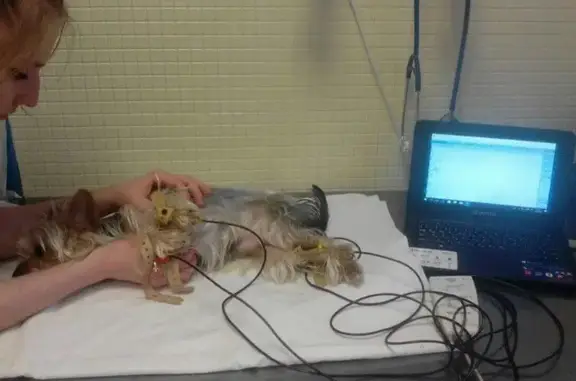 Аист-вет, ветеринарный центр