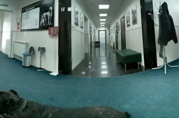 Айболит, ветеринарная клиника