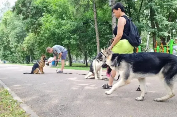 Школа дрессировки Wise Animal на улице 60 лет Победы