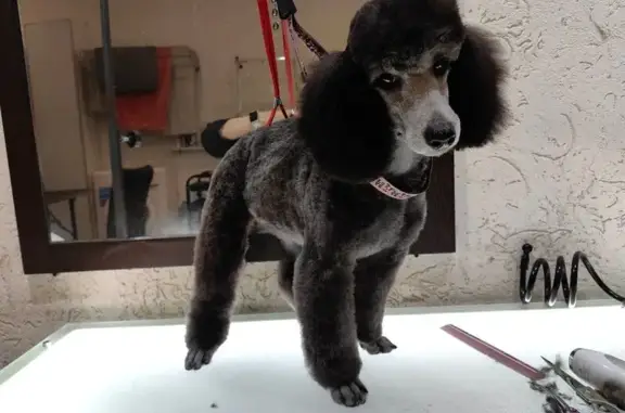 Зоосалон Заботливый грумер