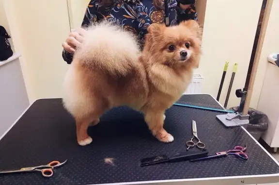 Зоосалон Прохвост на улице Новосёлов, 37