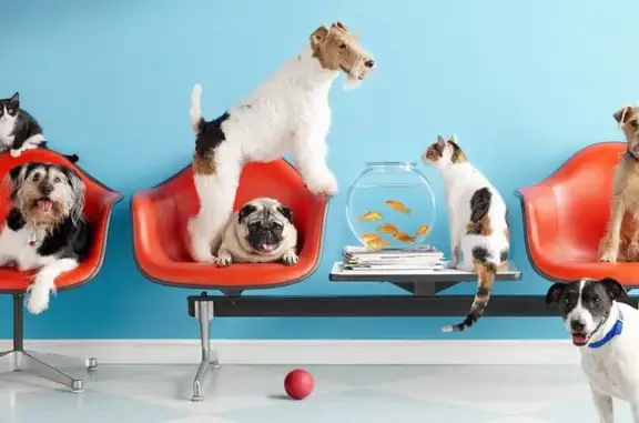 Ветеринарная клиника 911 на проспекте Ибрагимова, 83а