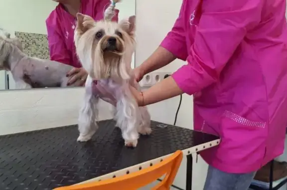 Зоосалон Нью-Йорк на улице 10 лет Октября, 43