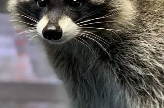 Выставка ручных енотов Село Енотово