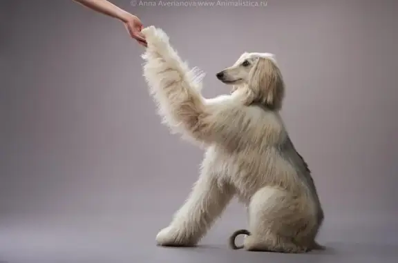 Школа дрессировки собак DogPark на улице Савушкина