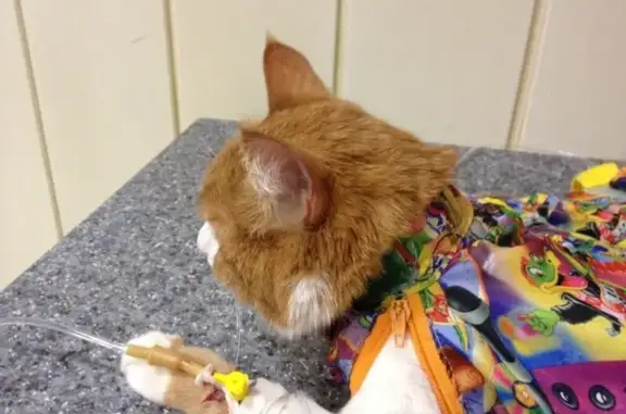 Атлант, ветеринарный центр, госпиталь