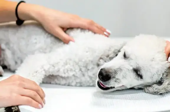 Ветеринарная клиника ВетДок в Лазоревом проезде