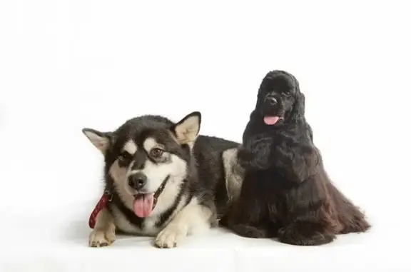 Студия груминга Emily на улице Цвиллинга