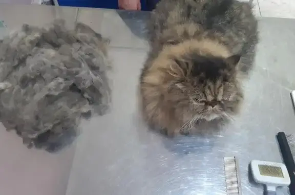 Зверasha, ветеринарный хирургический кабинет