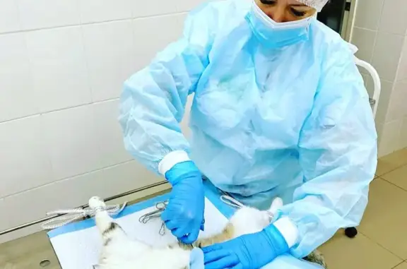 От носа до хвоста, лечебно-диагностический ветеринарный центр