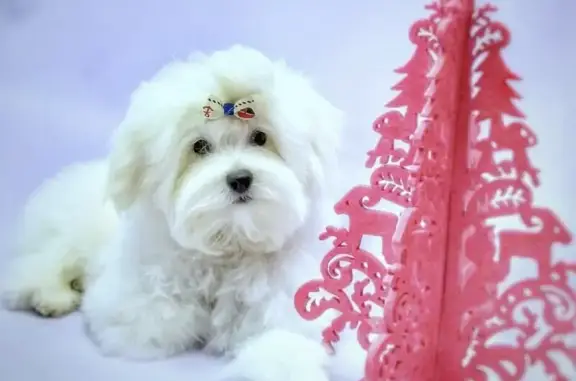 Студия груминга Friendly club Собачье сердце