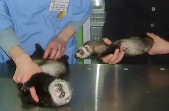 Ветеринарная клиника 6 слонов на улице Амирхана Еники