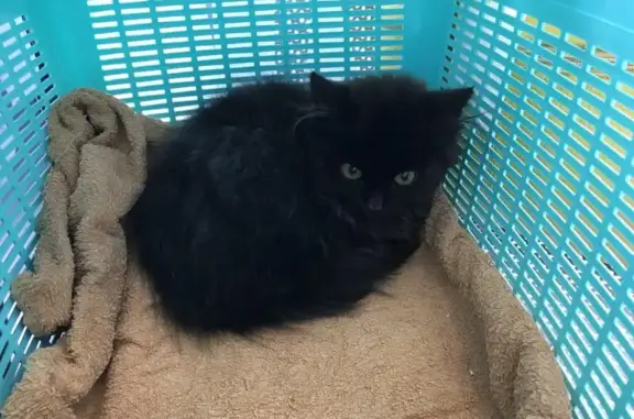 Стрелецкий ветеринарный госпиталь