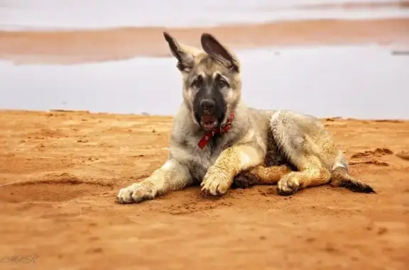 Племенной питомник восточноевропейских овчарок Веодесант в Красносельском районе