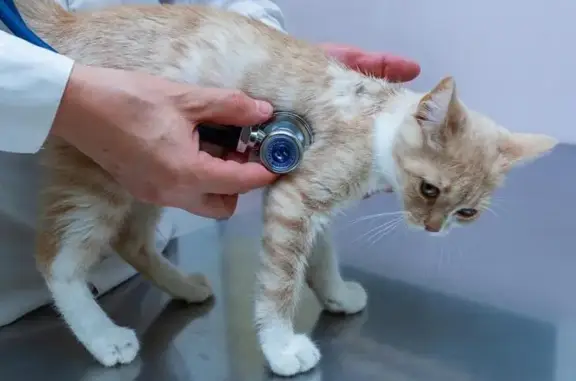 Ветеринарный кабинет на Линейной улице, 119а в Динской