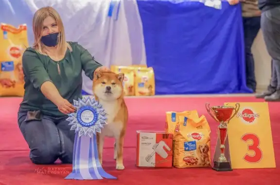 Кинологический клуб Импульс на Ново-Садовой улице, 230