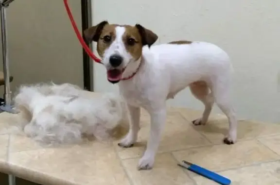 Зоопарикмахерская Бьюти Дог в ТЦ Наш