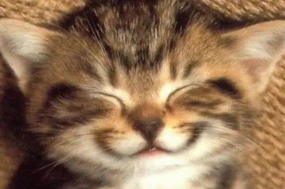 Филин, ветеринарная клиника