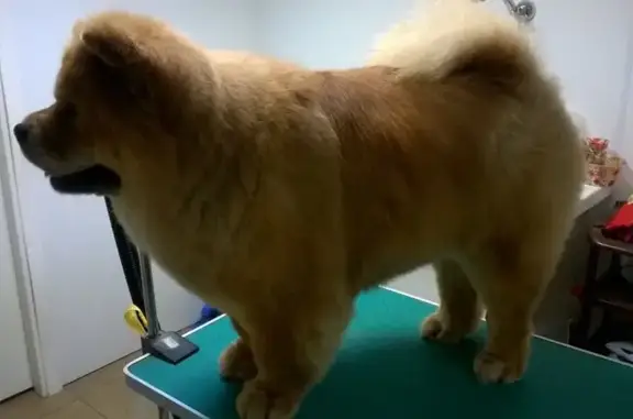 Зоосалон Pets grooming во 2-м переулке Мира