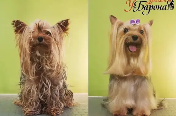 Зоосалон У Барона в Курортном районе