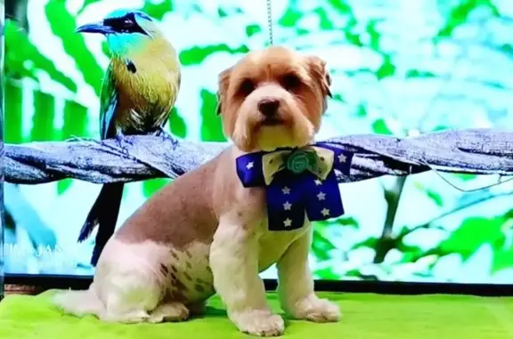 Чубчик, зоосалон