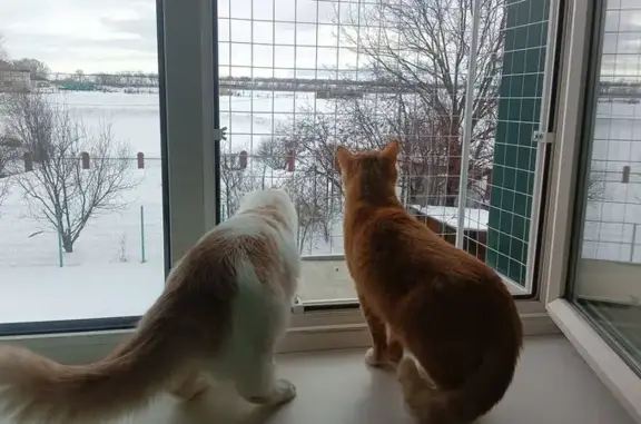 Зоогостиница Shepherd в деревне Камышлы