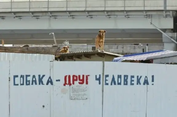 Благотворительный фонд-приют Друг