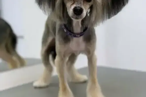 Груминг-студия Ушки на макушке