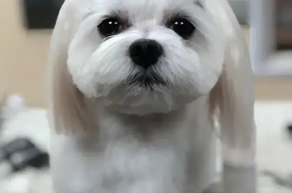 Студия груминга Little doggy