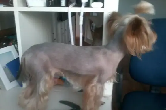 Ветеринарная клиника Жасмин на улице Фрунзе в Новокуйбышевске