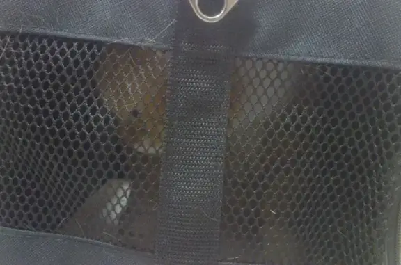 Ветеринарная клиника Центрального района на Коломенской улице, 45