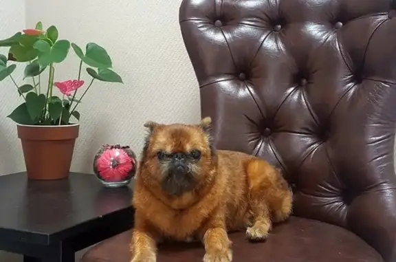 Зоосалон для собак Dog corleone на улице Седова, 42к2