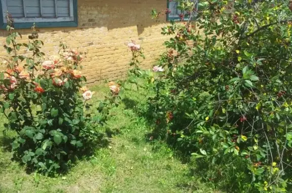 Государственная ветеринарная клиника