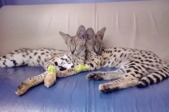 Склиф Вет, ветеринарная клиника