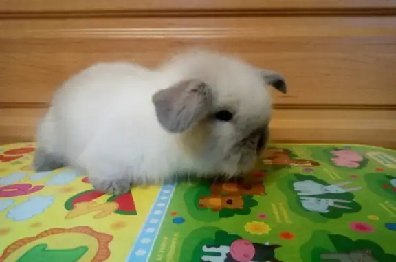 Питомник Добрый кролик