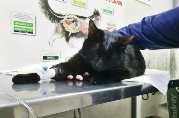 Сеть ветеринарных аптек Ветсервис на Октябрьском проспекте