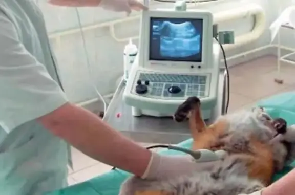 Ветеринарная клиника Друг в Свердловском районе