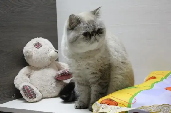 Гостиница для кошек Кошки в дом