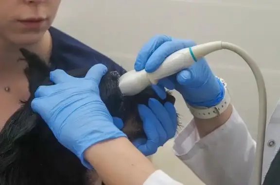 Веда, ветеринарная клиника