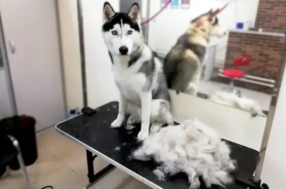 Зоопарикмахерская Chapa-groom на метро Шипиловская