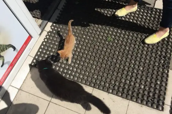 Зоомагазин Petshop на улице Дыбенко, 22 к 1