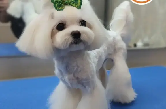 Зоосалон Maitre Groom на Профсоюзной улице