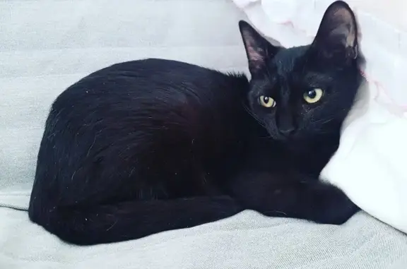 Приют для кошек Новый дом во Фрунзенском районе