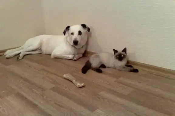 Бобёр, ветеринарная клиника