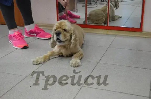 Специализированный зоосалон красоты для животных Трейси