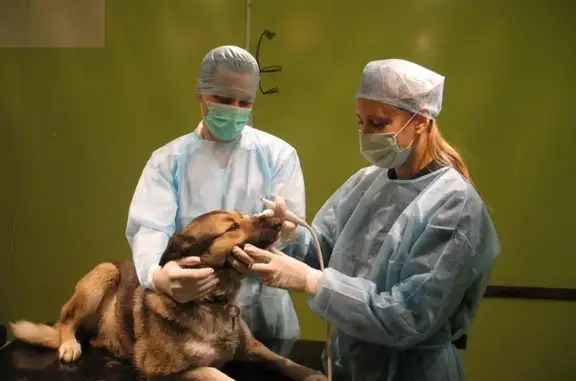 Ветеринарная клиника Агат