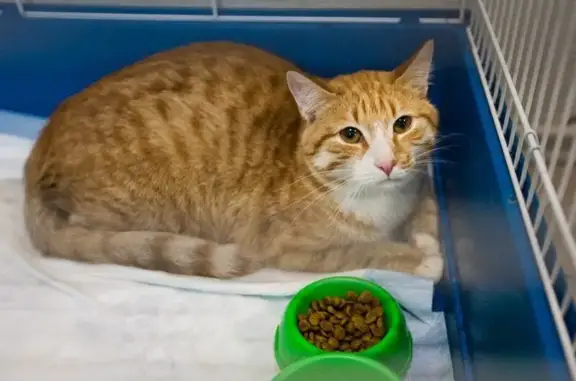 Гелиэт, ветеринарная клиника